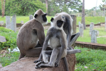Obraz premium Langur, Sri Lanka