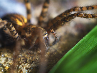 Detailed Spider Eyes macro
