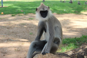 Langur, Sri Lanka