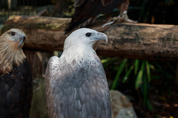 Beautiful Eagles in Phuket Thailand