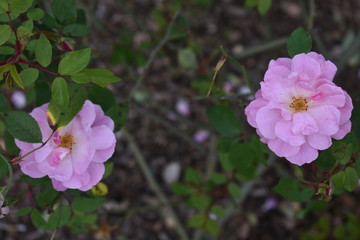 pink flowers in garden