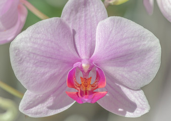 Fototapeta na wymiar Beautiful pink orchid background