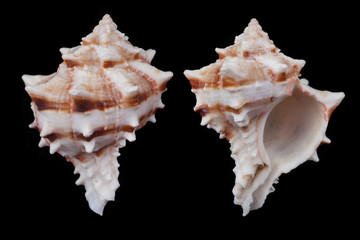 Pyhllonotus brassica 