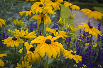 Yellow flowers in garden, summertime