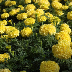 Yellow Marigold flowers in a park