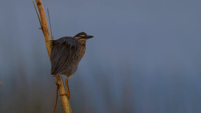 South American Striated Heron (Butorides striata) perched on reed at wetland during golden hour