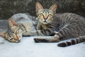 Twins Cats Tiger pattern sunbathe Tropical Phuket Thailand.