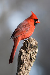 Nice photo of a Male Northern Cardinal (Cardinalis cardinalis) isolated on a gray background perched on a stump while searching for food.