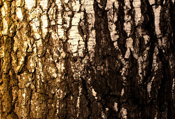 The texture of the old birch bark