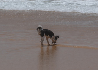 dog playing on the beach