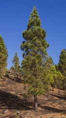 La Palma, Canary Islands Pine Trees growing in green valley national park
