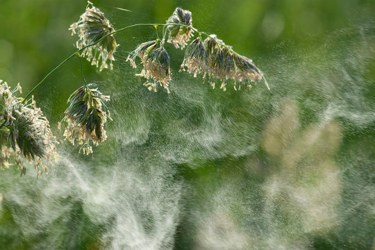 Graspollenflug, Pollen fliegend, Gr&auml;serpollenflug, Pollen fliegen ab, Pollenflug, allergischer Bl&uuml;tenstaub, Abfliegende Graspollen, Gras Pollenflug, abfliegende Gr&auml;serpollen, Abfliegende Pollen