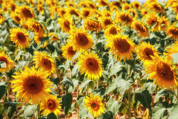 Sunflower field. Provence, France.