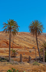 Palm trees in Fuerteventura, Canary Islands