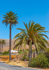 Fototapeta na wymiar Palm trees in Fuerteventura, Canary Islands