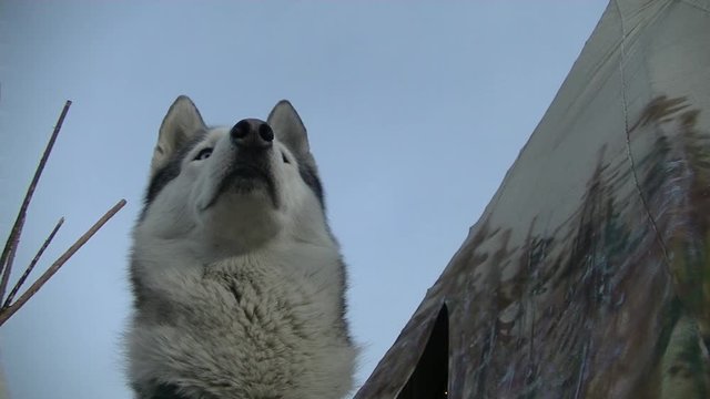 Dog breed Husky posing close, actively sniffing nose, bottom and side view, in the background chum, clear sky