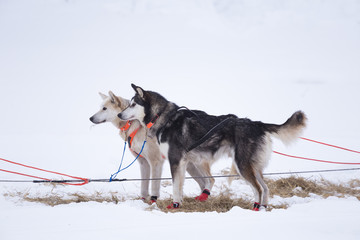 Alaskan husky sled dogs waiting for a sled pulling. Dog sport in winter. Dogs before the long distance sled dog race. Norway, Europe.