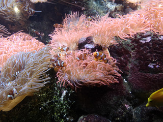 Orange nemo clown fish in anemone.