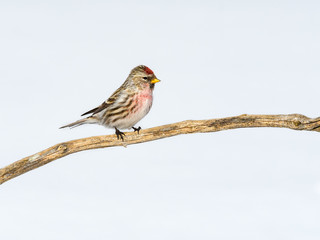Common Redpoll in Winter