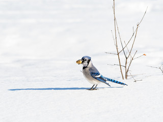 Blue Jay Standing on Snow and Holding a Peanut in Winter