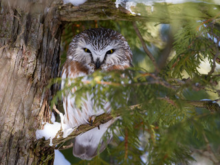 Northern Saw-whet Owl in Winter