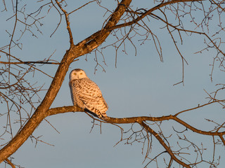 Female Snowy Owl Perched in Tree at Sunset