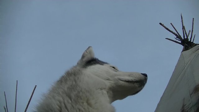 Dog breed Husky posing close, actively sniffing nose, bottom and side view, in the background chum, clear sky