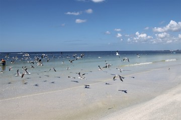 Flying birds on the beach