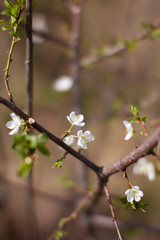 branches with cherry blossoms - Sakura, the subtle curves of the branches, similar to the Japanese schedule