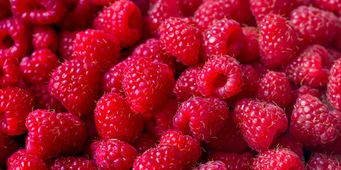 Background, texture made of red raspberry berries, panorama_