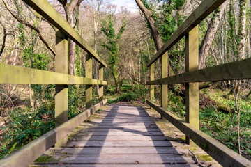 wooden bridge in the forest