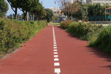 Empty bicycle lane between bushes