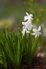 Fototapeta premium the first spring flowers, white snowdrops bright Sunny spring day