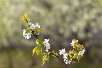 branches with cherry blossoms - Sakura, the subtle curves of the branches, similar to the Japanese schedule