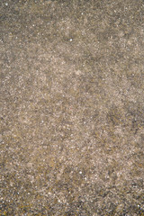 Textured wall made with mostly with snails and lots of sand and a little bit of cement or concrete