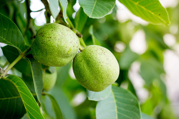 Green walnuts in a shell on a tree close-up_