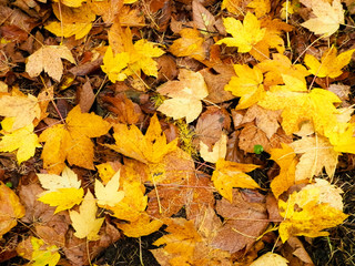 Yellow autumnal leaves as nature background.