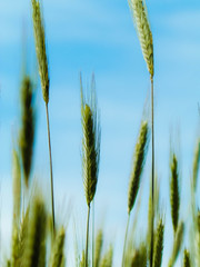 Close up of wheat pla