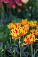 Flowers of red and yellow tulips on a green background, the image looks like a pattern