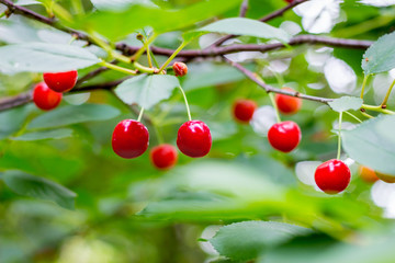 Red berries  cherries on the branch of a tree_