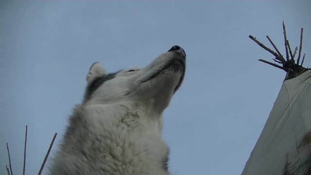 Dog breed Husky posing close, actively sniffing nose, bottom and side view, in the background chum, clear sky