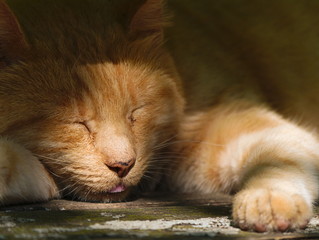 A very very tired cat