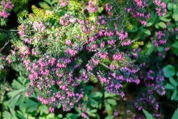 background image, blooming glades, repeating pattern, uniform flowers, yellow Mimosa-like, pink Heather-like