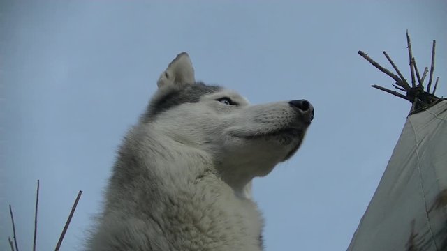 Dog breed Husky posing close, actively sniffing nose, bottom and side view, in the background chum, clear sky