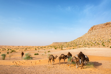 Fototapeta na wymiar Camels in the Sahara Desert