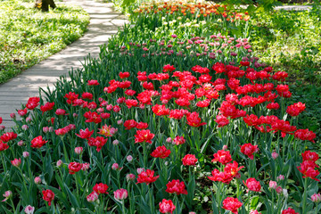 paths with benches in a beautiful Park, where you can relax among the flowering trees and meadows with tulips on a Sunny spring day