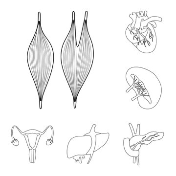 Isolated object of anatomy and organ symbol. Collection of anatomy and medical vector icon for stock.