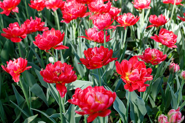 Flowers of red tulips on a green background, the image looks like a pattern