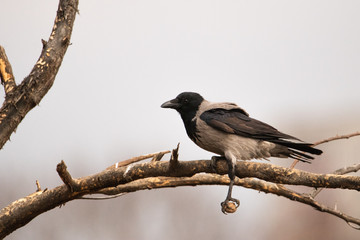 Gray crow sitting on a branch. One paw hanging. She's holding a walnut for her. Beautiful shot of a wild bird.
