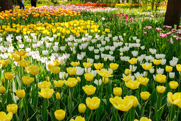 glades with many colorful flowers of tulips, all colors of the rainbow-red, yellow, pink, white, like multi-colored rivers, creating abstract paintings, beautiful background image and patterns